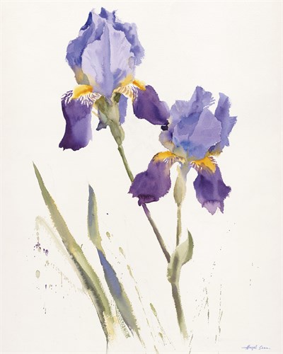 Opulent Irises - Hazel Soan