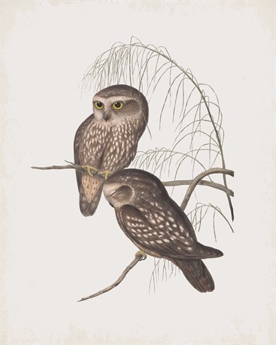 Athene Maculata - John Gould