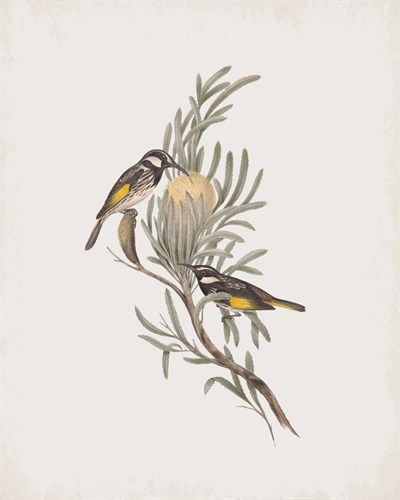 Meliphaga Mystacalis - John Gould