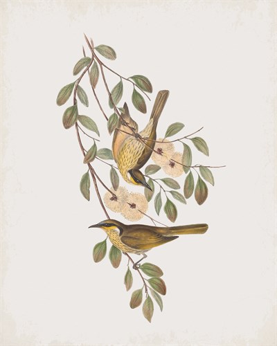 Ptilotis Versicolor - John Gould