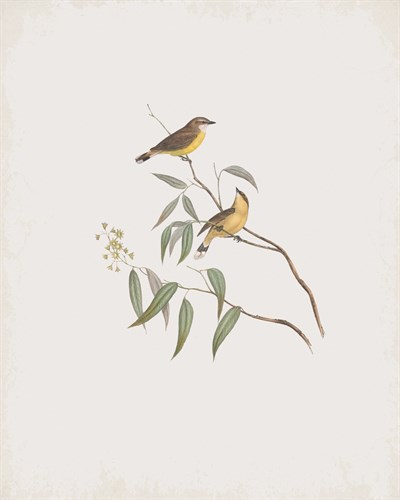 Gerygone Albogularis - John Gould