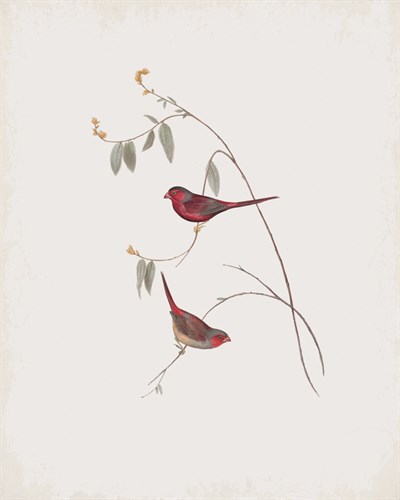 Estrelda Phaeton - John Gould