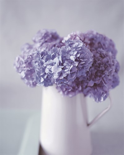 Hydrangea Dream - Bill Philip