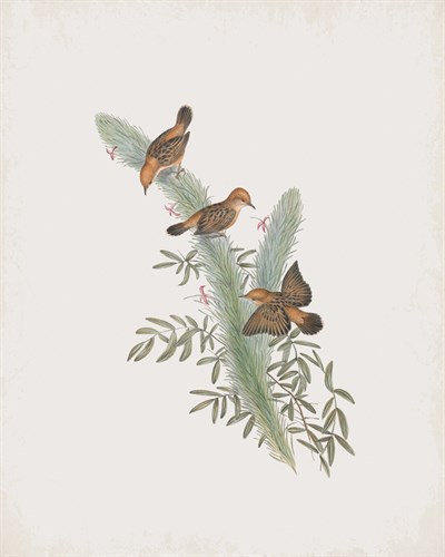 Cisticola Ruficeps - John Gould