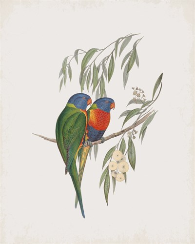 Trichoglossus Swainsonii - John Gould