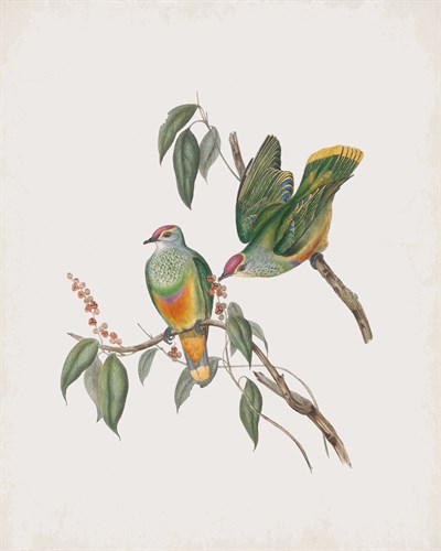 Ptilinopus Swainsonii - John Gould