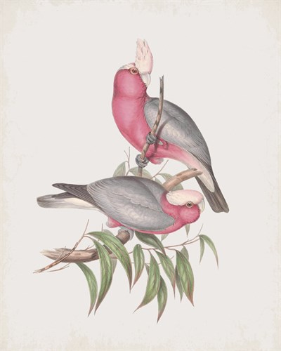 Cacatua Eos - John Gould