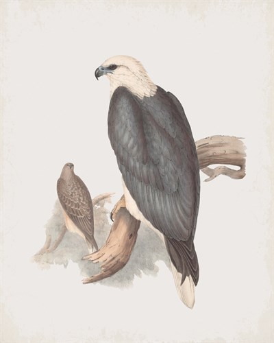 Ichthylaetus Leucogaster - John Gould