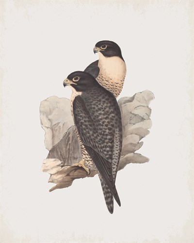 Palco Melanogenys - John Gould