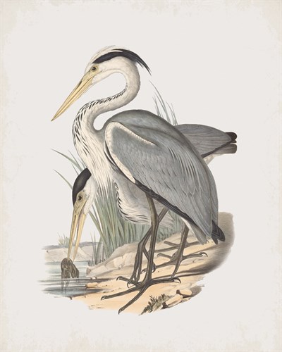 Ardea Leucophaea - John Gould