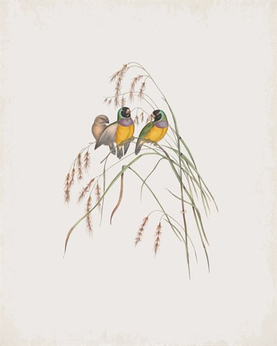Amadina Gouldiae - John Gould