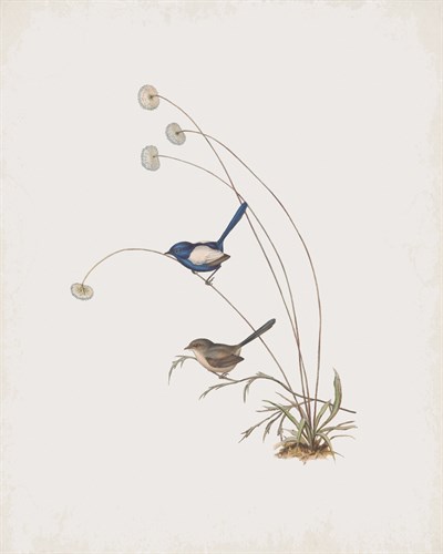 Malurus Leucopterus - John Gould