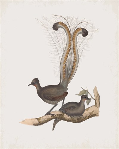 Menura Superba - John Gould