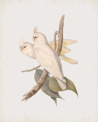 Cacatua Sanguinea - John Gould