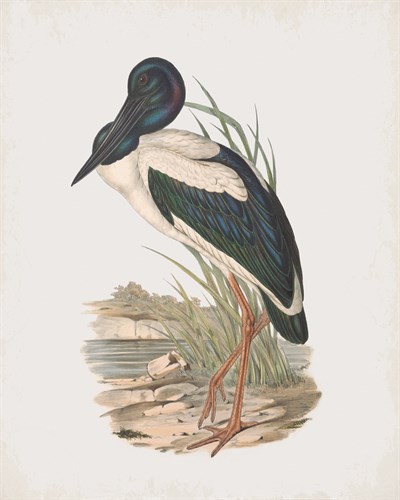 Mycteria Australis - John Gould