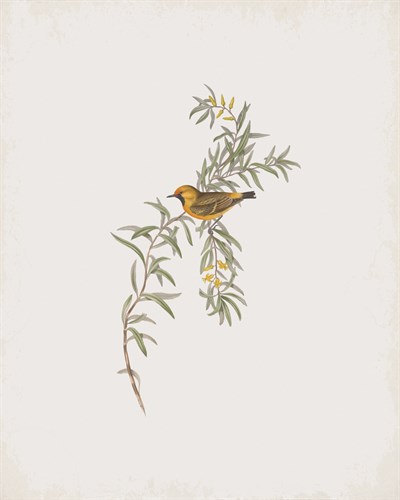 Epthianura Aurifrons - John Gould