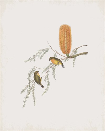 Acanthiza Nana - John Gould