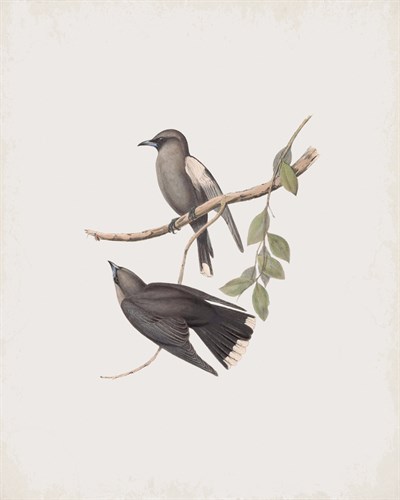 Artamus Cinereus - John Gould