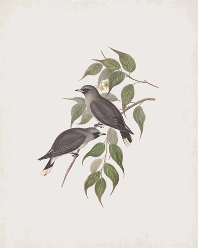 Artamus Albiventris - John Gould