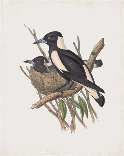 Gymnorhina Tibicen - John Gould