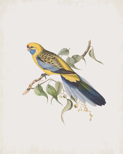 Platycercus Flaveolus - John Gould