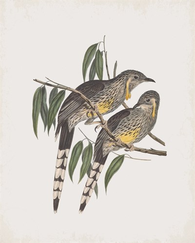 Anthochaera Inauris - John Gould