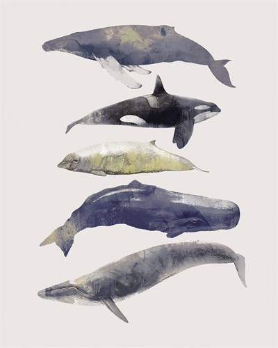 Whale Music - Ken Hurd
