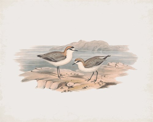 Hiaticula Ruficapilla - John Gould