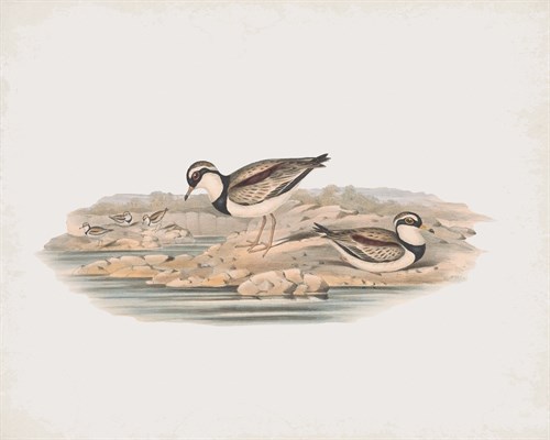 Hiaticula Nigrifrons - John Gould