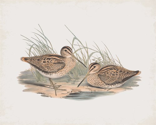 Scolopax Australis - John Gould