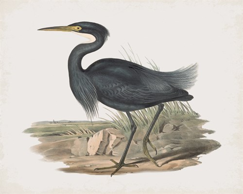 Herodias Pannosus - John Gould