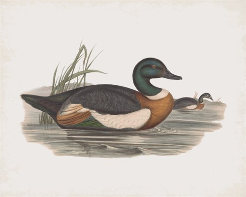 Casarca Tadornoides - John Gould