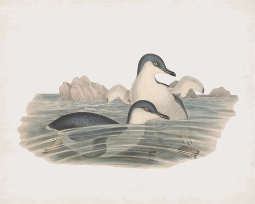 Spheniscus Undina - John Gould