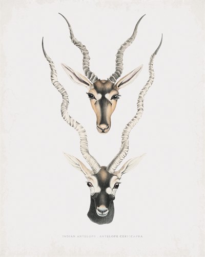 Antelope Cervicapra - The Drammis Collection