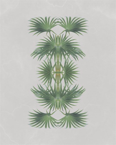 Livistona Australis - Reflection - The Drammis Collection