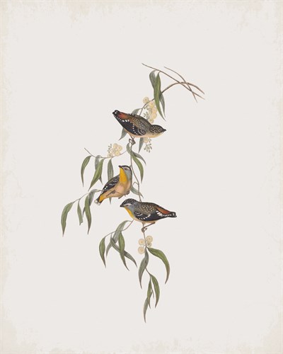 Pardalotus Rubricatus - John Gould