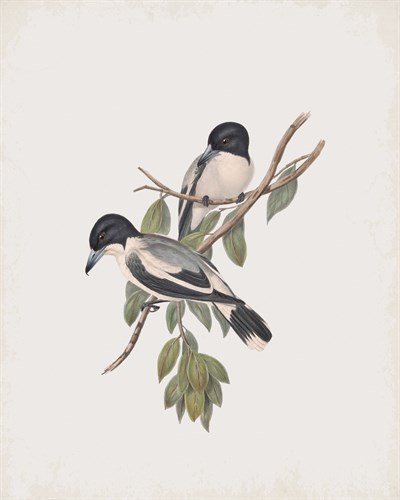 Cracticus Argenteus - John Gould