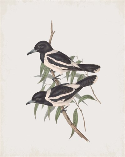 Cracticus Picatus - John Gould