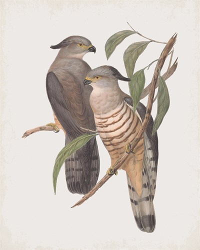 Lepidogenys Subcristatus - John Gould