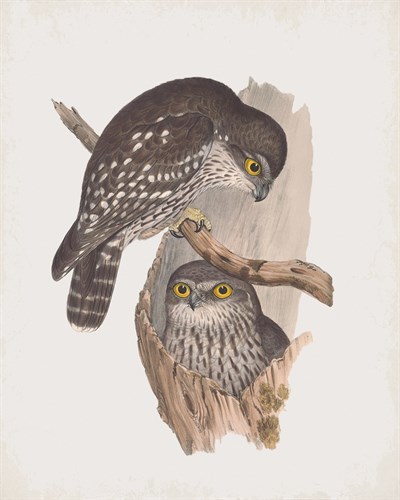 Athene Connivens - John Gould