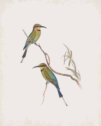 Merops Ornatus - John Gould