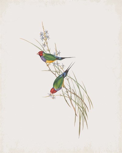 Poephila Mirabilis - John Gould