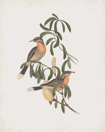 Acanthagenys Rufogularis - John Gould