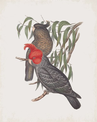 Callocephalon Galeatum - John Gould
