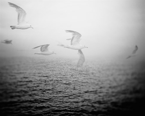 Summer Migration Obscured - Irene Suchocki