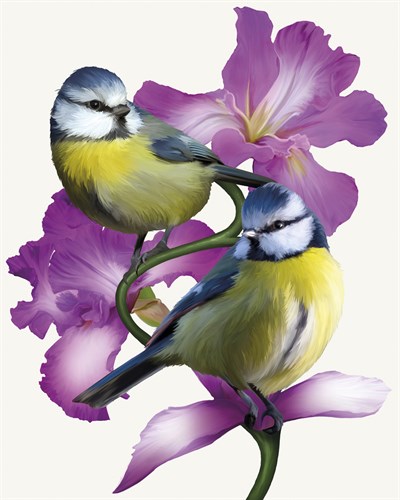 Pure Birdsong - Harmony - Sam Kemp