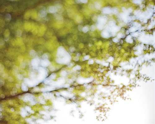 Spring Leaves - Sarah Hart Morgan