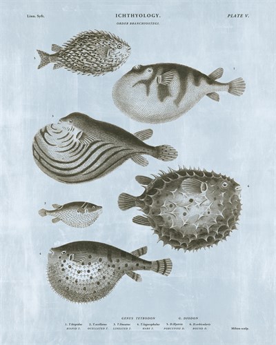 Ichthyology - Ocean - The Vintage Collection