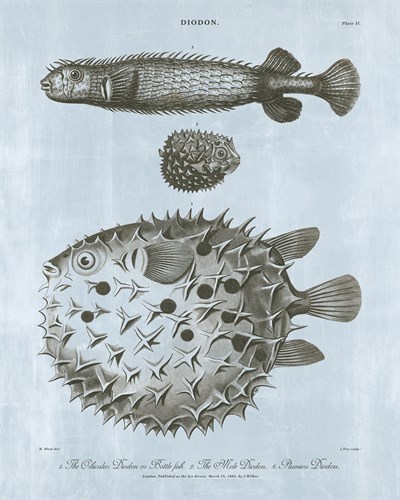 Diodon - Ocean - The Vintage Collection