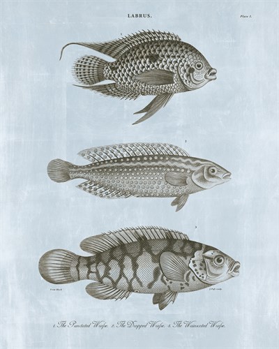 Labrus - Wrafse - Ocean - The Vintage Collection